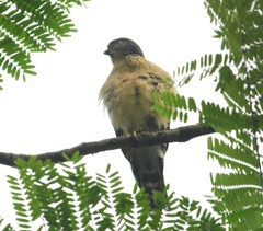 Harpagus bidentatus