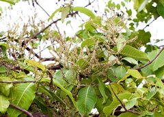 Terminalia elliptica