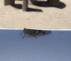 Trimerotropis pallidipennis