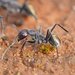 Camponotus suffusus suffusus - Photo (c) Reiner Richter, μερικά δικαιώματα διατηρούνται (CC BY-NC-SA), uploaded by Reiner Richter