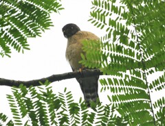 Harpagus bidentatus