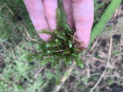 Plagiochila