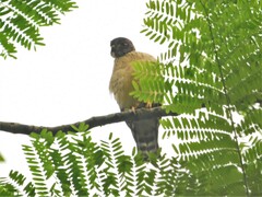 Harpagus bidentatus