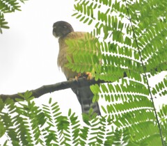 Harpagus bidentatus