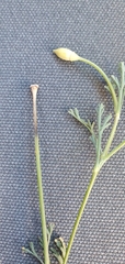 Eschscholzia californica