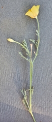 Eschscholzia californica
