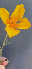Eschscholzia californica