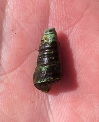 Pleurocera pyrenella