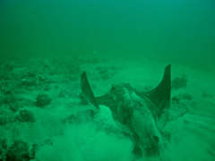 Myliobatis tenuicaudatus