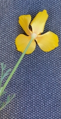 Eschscholzia californica