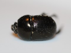Geotrupes blackburnii