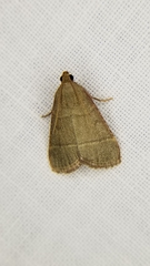 Hypsopygia nostralis