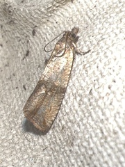 Celypha striana