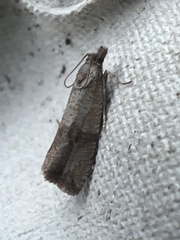 Celypha striana