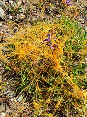 Cuscuta californica