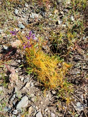 Cuscuta californica