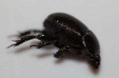 Geotrupes blackburnii
