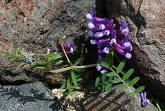 Vicia villosa
