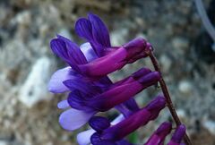 Vicia villosa