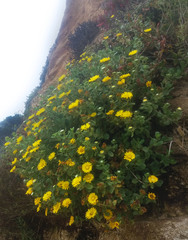 Grindelia stricta platyphylla