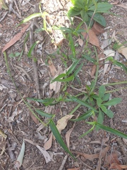 Commelina lanceolata