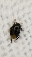 Pangaeus bilineatus