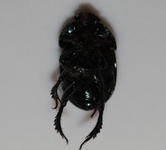 Geotrupes blackburnii
