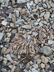 Sclerochloa dura