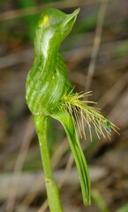 Pterostylis unicornis