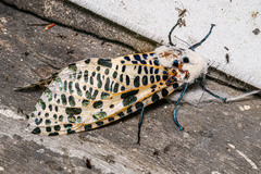 Zeuzera multistrigata