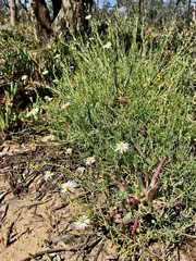 Minuria cunninghamii