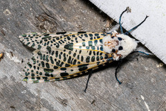 Zeuzera multistrigata