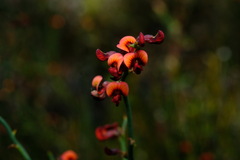 Daviesia brevifolia