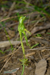 Pterostylis unicornis