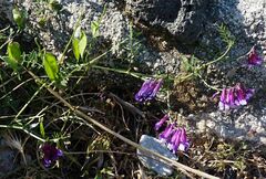 Vicia villosa