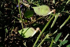 Vicia villosa
