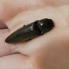 Orthostethus infuscatus