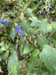 Rhynchoglossum obliquum