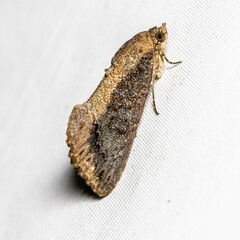 Odontodes