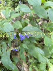 Rhynchoglossum obliquum