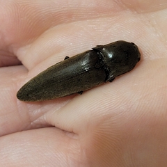 Orthostethus infuscatus