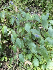 Rhynchoglossum obliquum