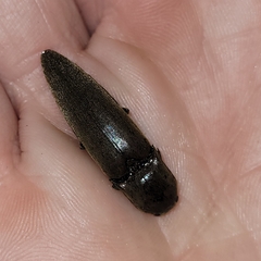 Orthostethus infuscatus