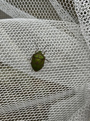 Poecilocoris lewisi
