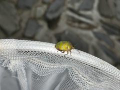 Poecilocoris lewisi