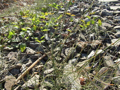 Equisetum ramosissimum