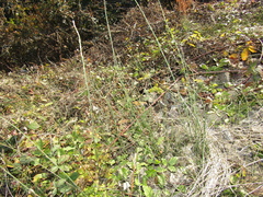 Equisetum ramosissimum