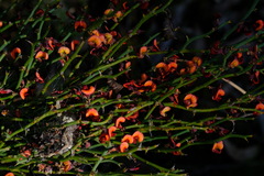 Daviesia brevifolia