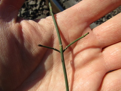 Equisetum ramosissimum