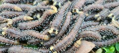 Perga dorsalis